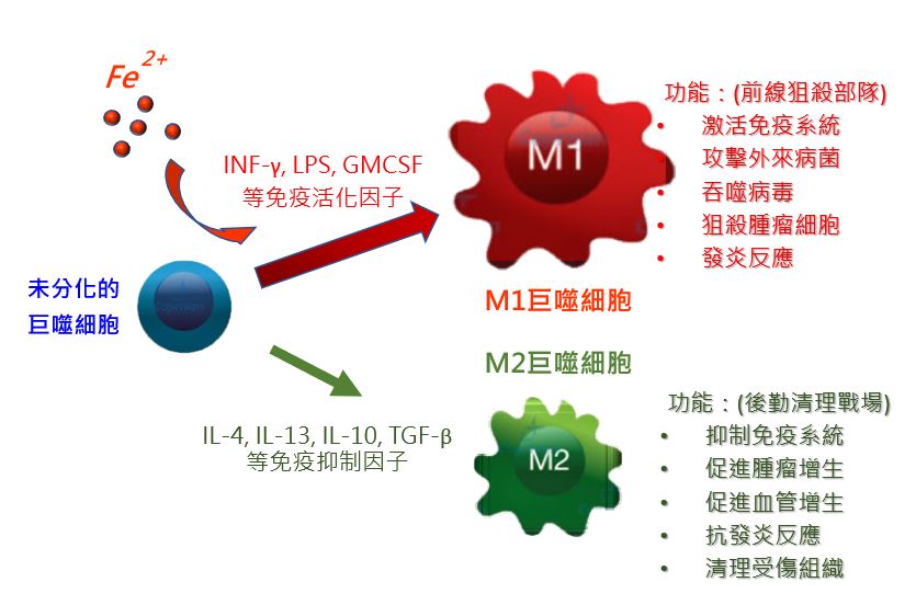 FAAC 誘導M1巨噬細胞的增生與分化