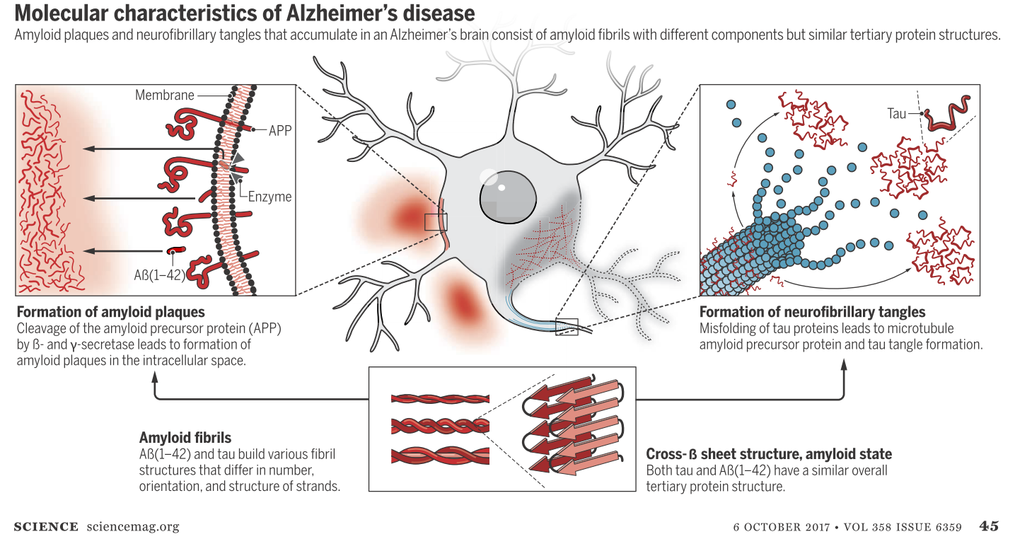 Science-阿茲海默澱粉斑形成機制圖