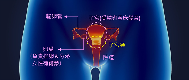 女性生殖系統