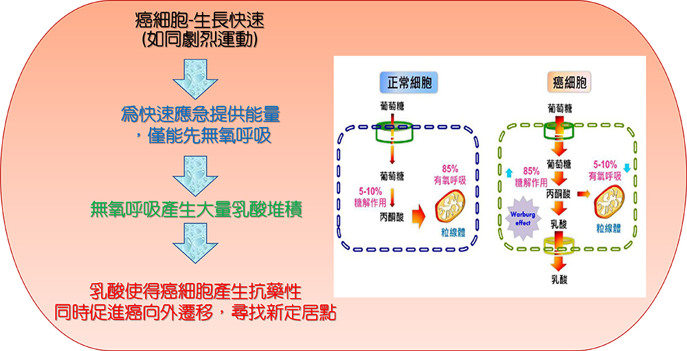 快速生長的癌細胞產生大量乳酸，讓癌細胞對抗癌藥產生抗藥性、同時促發癌細胞轉移